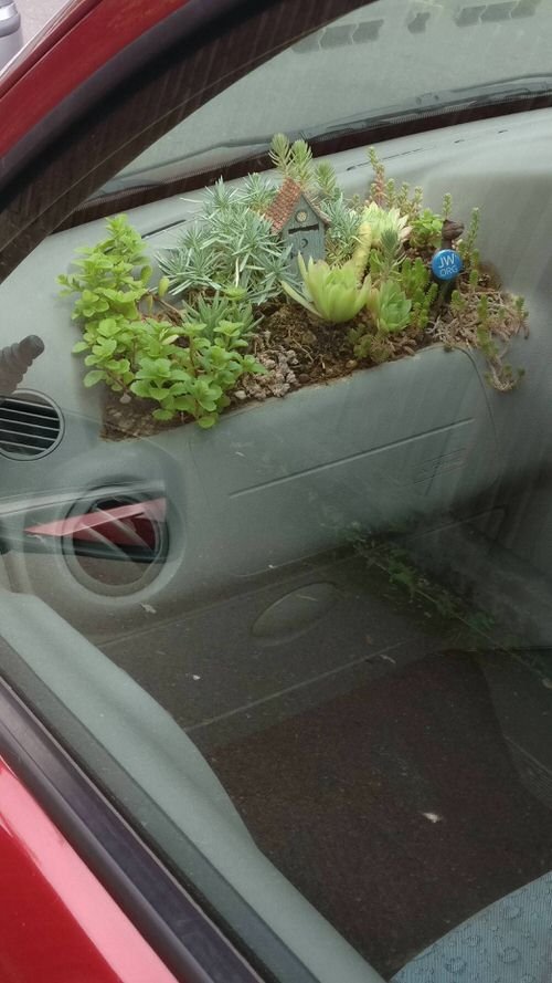 These Pictures Prove You Can Plant Succulent Anywhere 16
