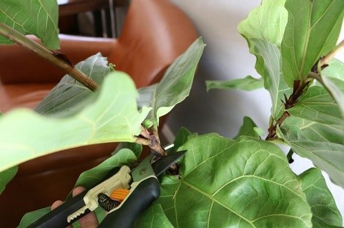 Secret Tips for Healthiest Fiddle Leaf Figs
