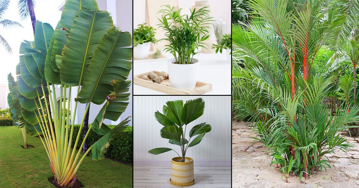 Palm Plant Varieties