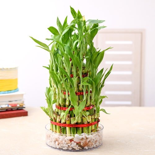 Different Types of Lucky Bamboo Styles 4