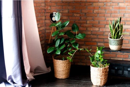 See How Rubber Plant Tree Can Liven Up Your Home Decor 4