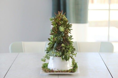 Succulent Compact Christmas Tree for a Small Table