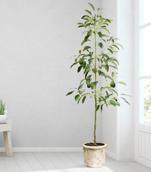 Indoor Fruit Tree Pictures for Inspiration 5