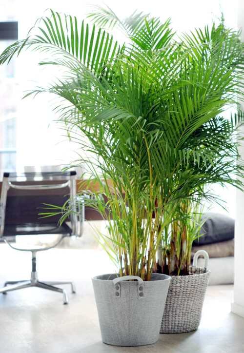 Houseplants that Grow from Division 5