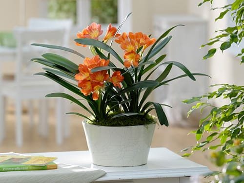 Easiest Indoor Blooming Houseplants 5