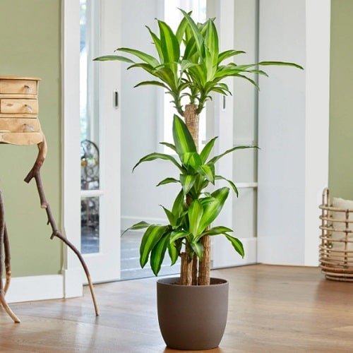 Indoor Plants that Reduce Respiratory Problems 5