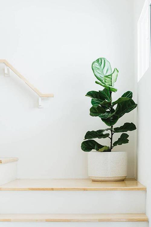 Most Googled Houseplants of the Year so far 5