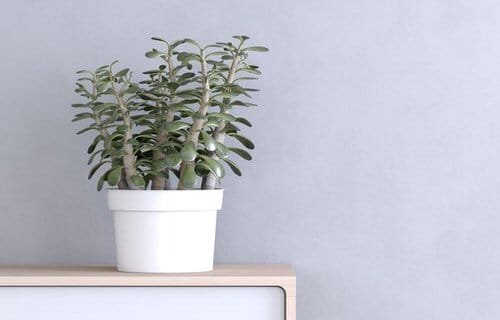 Indoor Plants that Absorb CO2 at Night 5