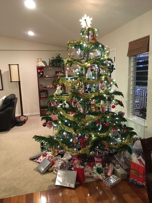 Potted Christmas Tree Pictures to Win Your Heart 5