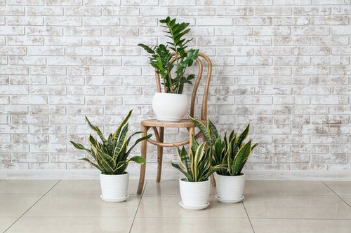 Plant Stand Design Ideas for Indoor Houseplants 5