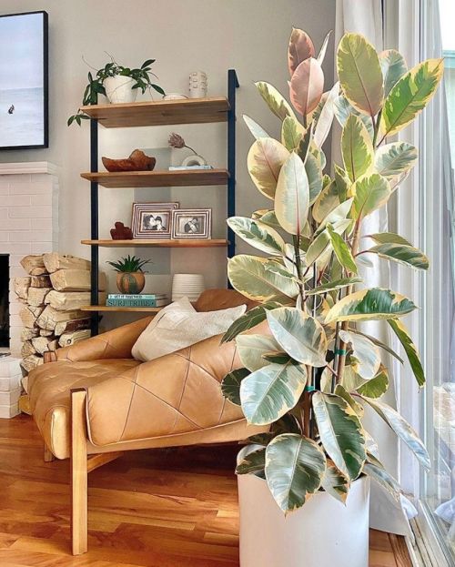 See How Rubber Plant Tree Can Liven Up Your Home Decor 2