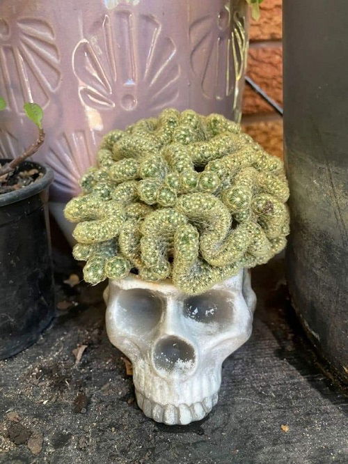 Funny Looking Plants That Look So Weird 13