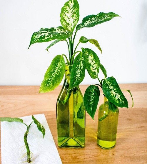 How to Grow Dieffenbachia from Cuttings Easily 2