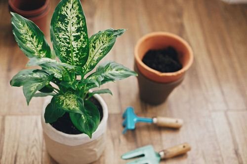 How to Grow Dieffenbachia from Cuttings