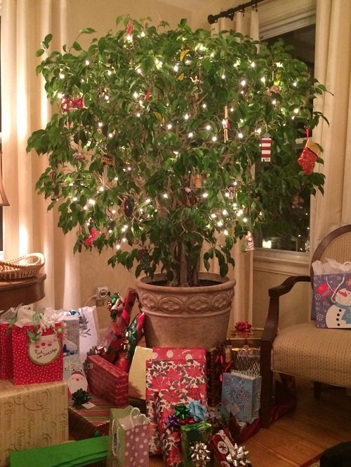 Houseplants That Can be Used as Christmas Tree Alternatives 2