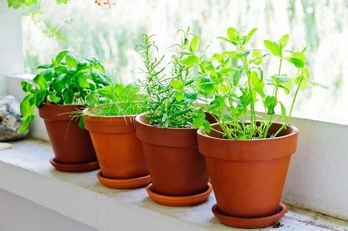 Upcoming 2021 Gardening Trends That You Must Check Out 6