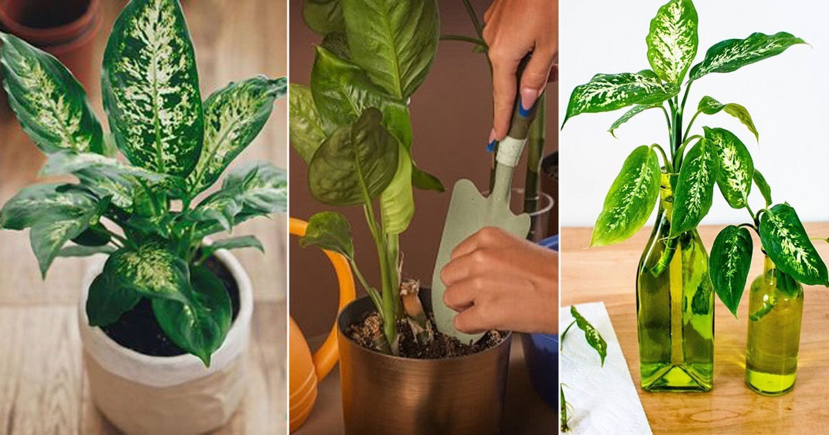 How To Grow Dieffenbachia From Cuttings Propagating Dumb Cane Plant