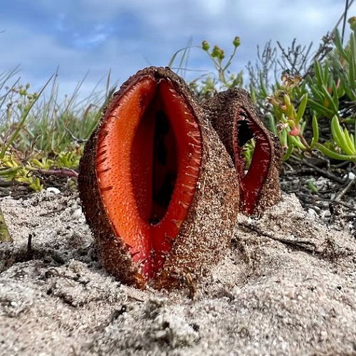 Funny Looking Plants That Look So Weird 14