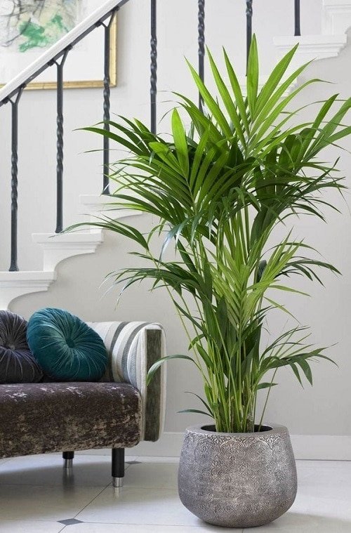Indoor Palm Benefits Proven in Studies 2