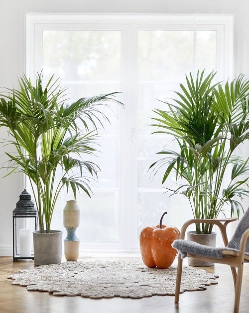 Indoor Palm Benefits Proven in Studies