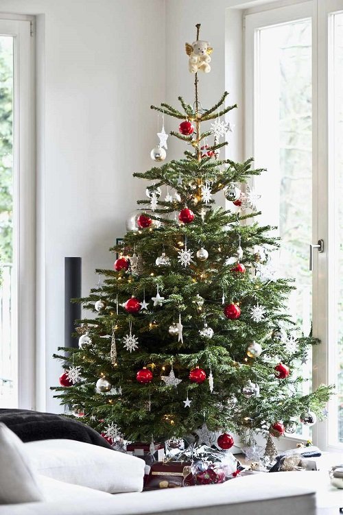 Houseplants That Can be Used as Christmas Tree Alternatives 3