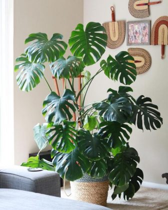 Split-Leaf Philodendron Care | How to Grow Split-Leaf Philodendron