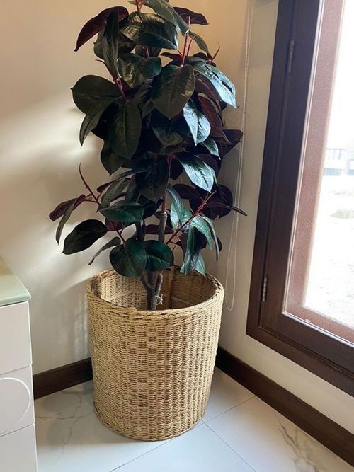 See How Rubber Plant Tree Can Liven Up Your Home Decor 4