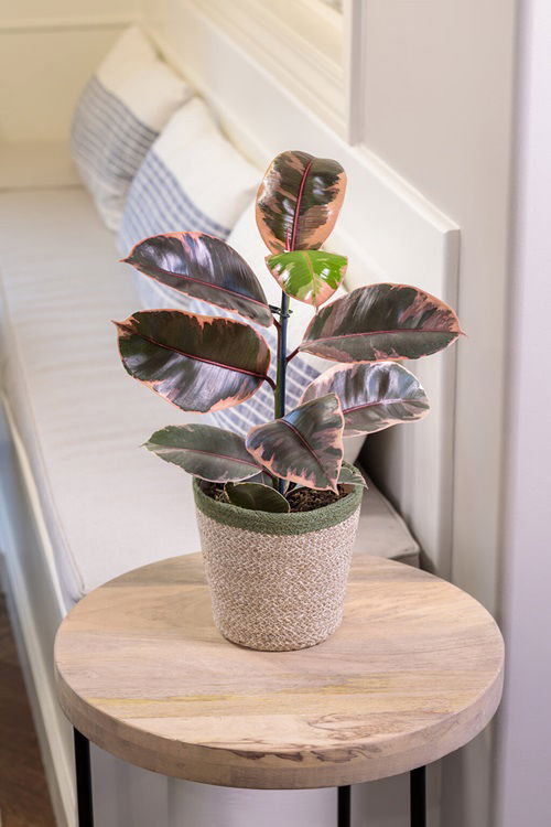 Rubber plant tree styling ideas 1