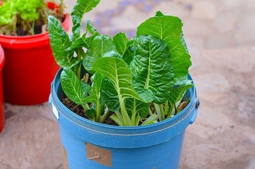 Vegetables to Grow in Pots 9