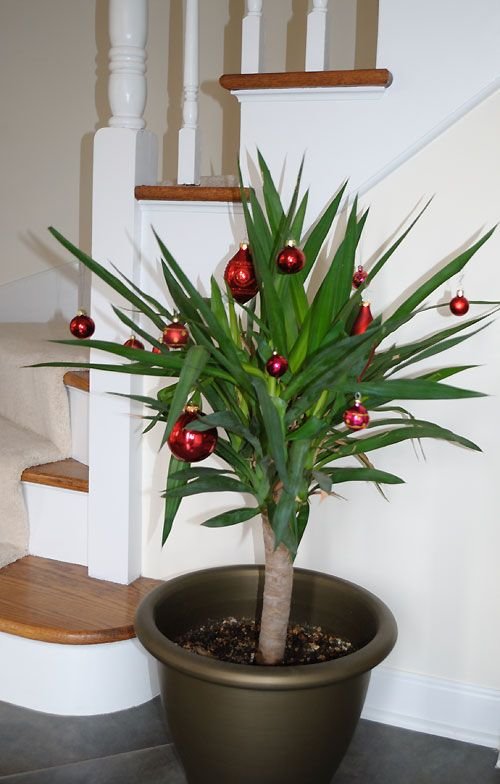 Houseplants That Can be Used as Christmas Tree Alternatives 6