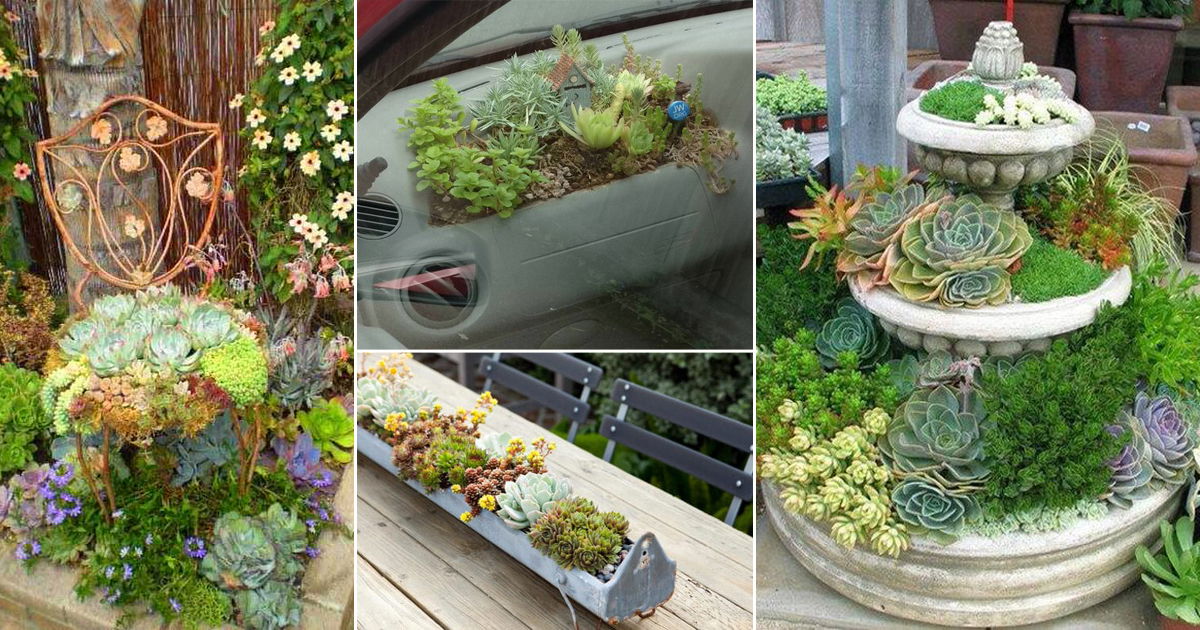 These Pictures Prove You Can Plant Succulents Anywhere