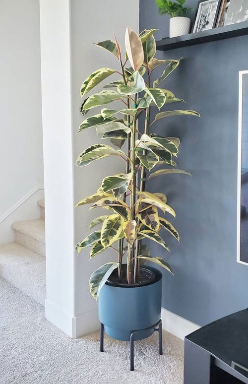 See How Rubber Plant Tree Can Liven Up Your Home Decor 7