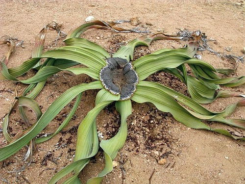 Funny Looking Plants That Look So Weird 17