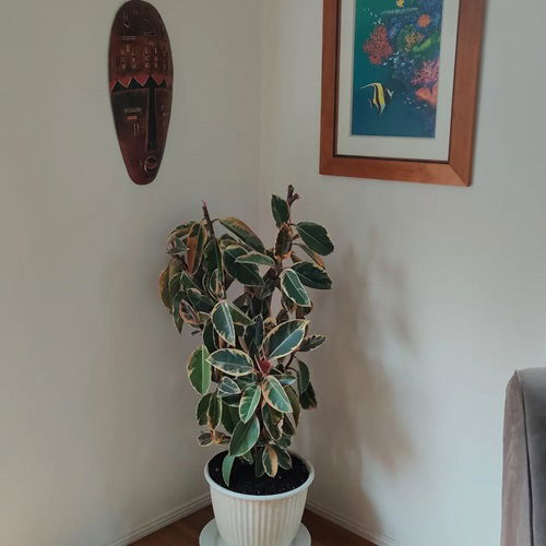 See How Rubber Plant Tree Can Liven Up Your Home Decor 9