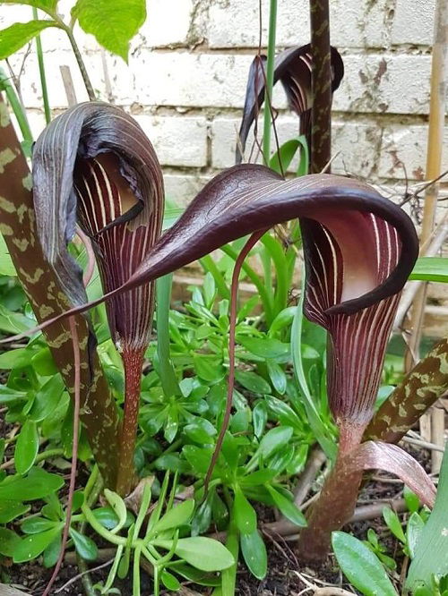 Funny Looking Plants That Look So Weird 20