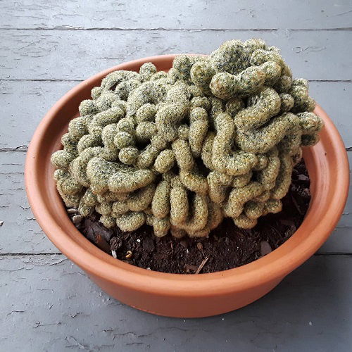 Funny Looking Plants That Look So Weird 13