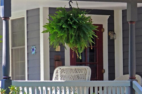 Stylize Your Home with Big and Lush Ferns 11