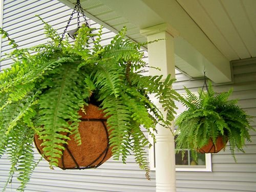 Stylize Your Home with Big and Lush Ferns 12