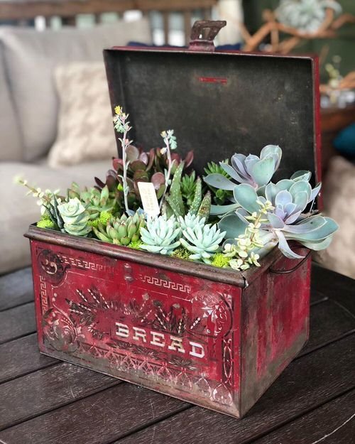 These Pictures Prove You Can Plant Succulent Anywhere 17