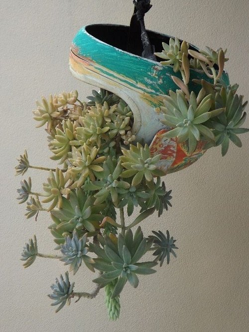 These Pictures Prove You Can Plant Succulent Anywhere 21