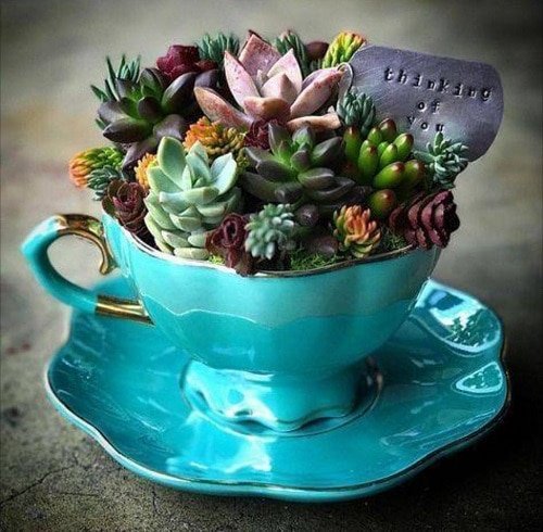 These Pictures Prove You Can Plant Succulent Anywhere 23