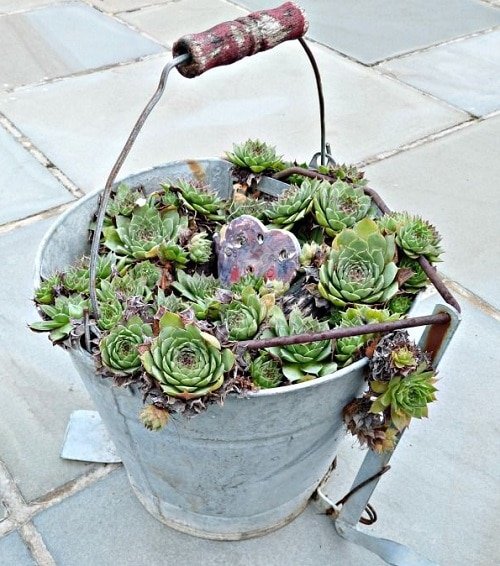 These Pictures Prove You Can Plant Succulent Anywhere 25