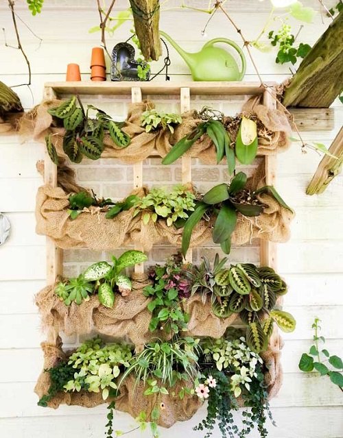 Succulent Plant Shelf