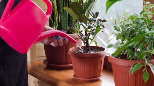 Important Tips for Indoor Plant Killers