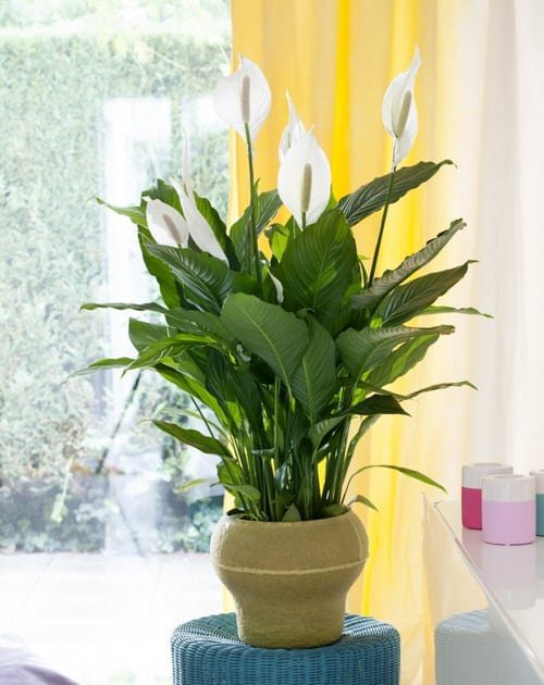 Types of Peace Lily