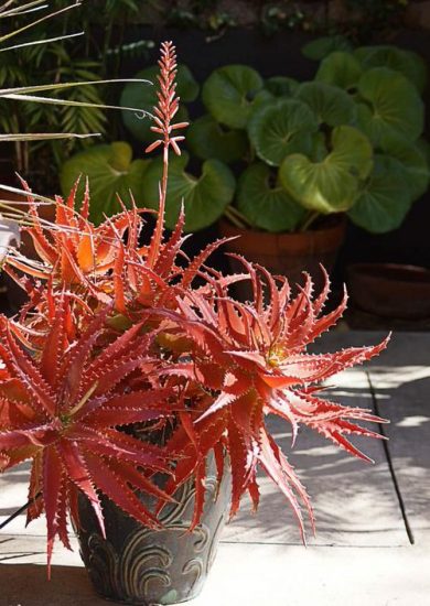 20 Pretty Succulents that Change Color | Balcony Garden Web