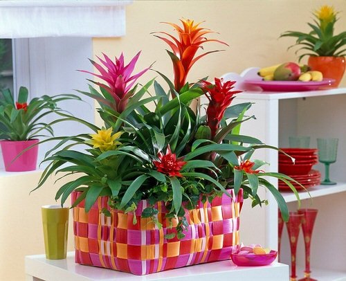 Affordable Houseplants You Can Get So Cheap! Even Free! 5