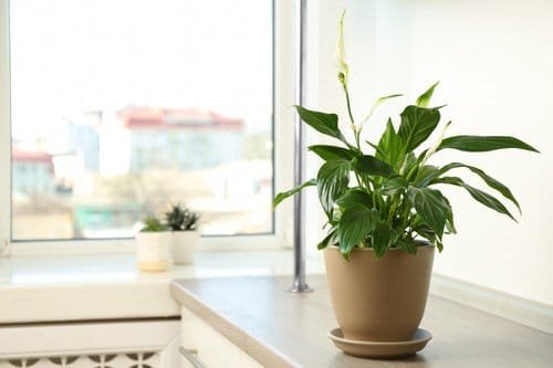 Indoor Plants that are Literally Oxygen Bombs 5