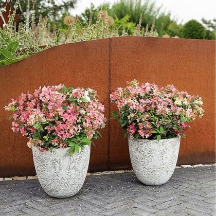 25 Awesome Pictures of Container Gardening with Hydrangeas