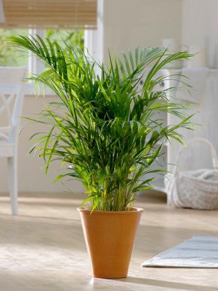 12 Indoor Plants that are Literally Oxygen Bombs | Balcony Garden Web